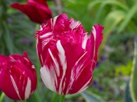 423963389 Red-white Tulip 2